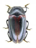 Ischyrus circumscriptus  Duponchel, 1825