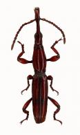 Brentinae Gen sp19