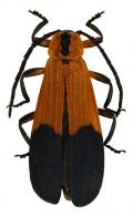 Lycidae Gen sp2  
