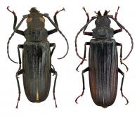Stictosomus semicostatus  Audinet-Serville, 1832 ♂ & ♀