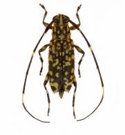 Sporetus variolosus  Monné, 1998