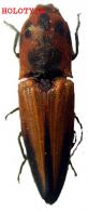 Lacon giuglarisi  Chassain, 2005 HOLOTYPE