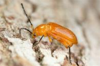 Stratone rufotestacea