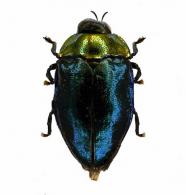 Leiopleura sp1
