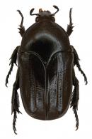 Desicasta lobata (Olivier, 1789)