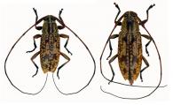Nyssodrysternum tucurui Monné & Tavakilian, 2011   ♂ & ♀