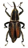 Zygops temporarius  (Fabricius, 1801)