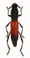 Assycuera waterhousei  (White, 1855)