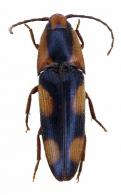 Physorhinus marginatus Candeze