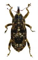 Zygops stigma Boheman, 1845