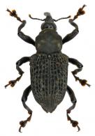 Cratosomus subangulatus Gyllenhal, 1837
