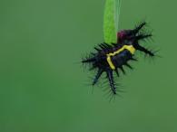 Acharia nesea