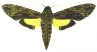 Isognathus leachii  (Swainson, 1823)