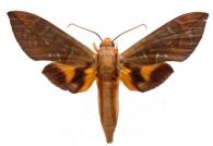 Eumorpha phorbas  (Cramer, 1775)