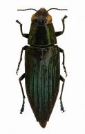 Spectralia sulcifera Castelnau, 1837