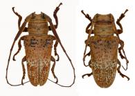 Oncideres repandator (Fabricius, 1792) ♂ & ♀