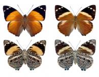 Smyrna blomfildia blomfildia  (Fabricius, 1781) ♂ & ♀