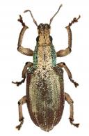 Phaops opalinus (Boheman, 1833)