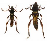 Phespia cercerina (Bates, 1870) ♂ & ♀