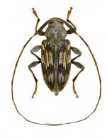Acanthocinini Gen sp G166