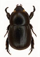 Eutheola bidentata (Burmeister, 1847)