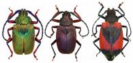 Hileolaspis auratus  (Linnaeus, 1758) ♂ (var.) & ♀
