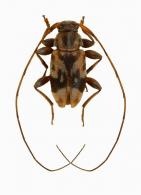 Polymitoleiopus minutissimus  (Bates, 1863)