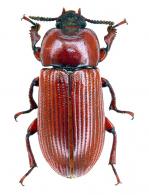 Uloma sp1