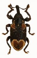 Arniticus incognitus Hustache, 1939