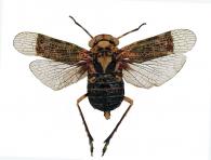 Fulgoridae Gen sp12