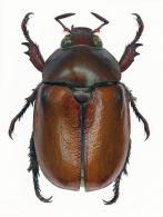 Byrsopolis aenescens  Ohaus, 1915