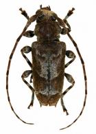 Spinozotroctes seraisorum  Tavakilian & Neouze, 2007