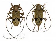 Hylettus coenobita (Erichson, 1847) ♂ & ♀