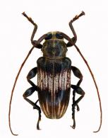 Cotycicuiara alternata  Martins & Galileo, 2008