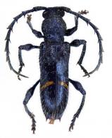 Hemilissopsis clenchi  Lane, 1959