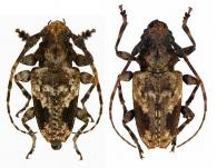 Aegomorphus pseudosatellinus  Tavakilian et Néouze, 2013  ♂ & ♀