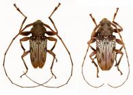 Oreodera feuilleti Neouze & Tavakilian, 2010  ♂ & ♀