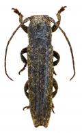 Typophaula melancholica  Thomson, 1868