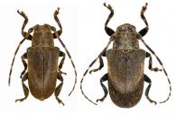 Tulcoides tibialis Martins & Galileo, 2009  ♂ & ♀