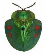 Stolas discoides  (Linné, 1781)