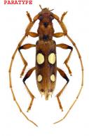 Paranyssicus quadriguttatus  (Buquet, 1860)  PARATYPE