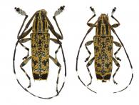 Colobothea grallatrix (Bates, 1865) ♂ & ♀