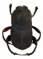 Eurysternus cyclops Génier, 2009