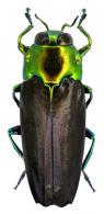 Colobogaster cf kerremansi Théry 1920