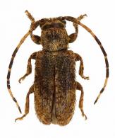 Estola annulata (Fabricius, 1801)