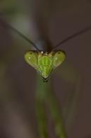 Mantidae Gen sp