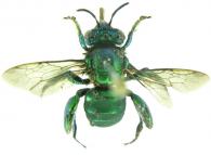 Euglossa  cordata (Linnaeus,1758)