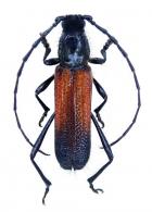 Mimonneticus guianae  Monné & Napp, 2000