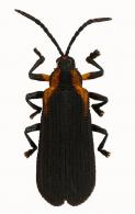 Octhispa sp1