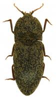 Lacon laticollis (Candèze)